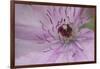 Clematis Flower Detail-Anna Miller-Framed Photographic Print