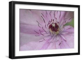 Clematis Flower Detail-Anna Miller-Framed Photographic Print