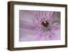 Clematis Flower Detail-Anna Miller-Framed Photographic Print