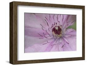 Clematis Flower Detail-Anna Miller-Framed Photographic Print