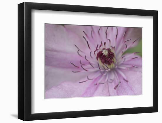 Clematis Flower Detail-Anna Miller-Framed Photographic Print