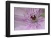 Clematis Flower Detail-Anna Miller-Framed Photographic Print