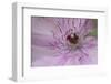 Clematis Flower Detail-Anna Miller-Framed Photographic Print