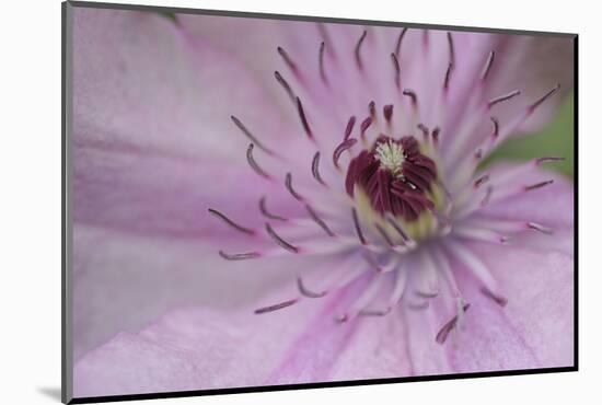 Clematis Flower Detail-Anna Miller-Mounted Photographic Print