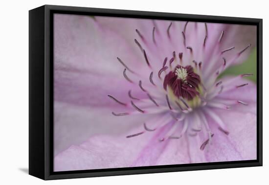 Clematis Flower Detail-Anna Miller-Framed Stretched Canvas