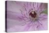 Clematis Flower Detail-Anna Miller-Stretched Canvas