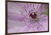 Clematis Flower Detail-Anna Miller-Framed Premium Photographic Print