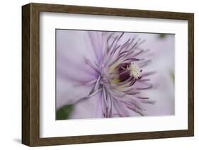 Clematis Flower Detail-Anna Miller-Framed Photographic Print