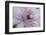 Clematis Flower Detail-Anna Miller-Framed Photographic Print