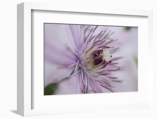 Clematis Flower Detail-Anna Miller-Framed Photographic Print