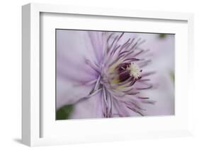 Clematis Flower Detail-Anna Miller-Framed Photographic Print