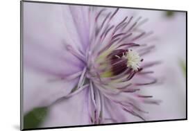 Clematis Flower Detail-Anna Miller-Mounted Photographic Print