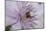 Clematis Flower Detail-Anna Miller-Mounted Photographic Print