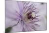 Clematis Flower Detail-Anna Miller-Mounted Photographic Print