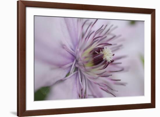 Clematis Flower Detail-Anna Miller-Framed Photographic Print