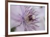 Clematis Flower Detail-Anna Miller-Framed Photographic Print