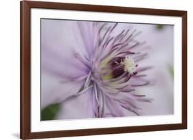 Clematis Flower Detail-Anna Miller-Framed Photographic Print