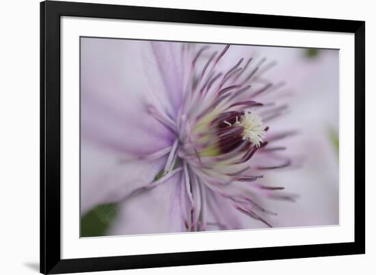 Clematis Flower Detail-Anna Miller-Framed Photographic Print