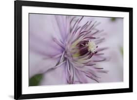 Clematis Flower Detail-Anna Miller-Framed Photographic Print