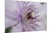 Clematis Flower Detail-Anna Miller-Mounted Photographic Print