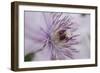 Clematis Flower Detail-Anna Miller-Framed Photographic Print