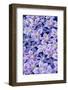 Clematis flower grouping together in blues and pinks-Darrell Gulin-Framed Photographic Print