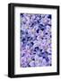 Clematis flower grouping together in blues and pinks-Darrell Gulin-Framed Photographic Print