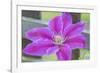 Clematis flower, Reading, Massachusetts, USA-Lisa S. Engelbrecht-Framed Photographic Print