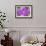 Clematis flower, Reading, Massachusetts, USA-Lisa S. Engelbrecht-Framed Photographic Print displayed on a wall