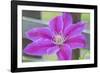 Clematis flower, Reading, Massachusetts, USA-Lisa S. Engelbrecht-Framed Photographic Print