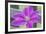 Clematis flower, Reading, Massachusetts, USA-Lisa S. Engelbrecht-Framed Photographic Print