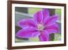 Clematis flower, Reading, Massachusetts, USA-Lisa S. Engelbrecht-Framed Photographic Print