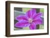 Clematis flower, Reading, Massachusetts, USA-Lisa S. Engelbrecht-Framed Photographic Print