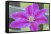 Clematis flower, Reading, Massachusetts, USA-Lisa S. Engelbrecht-Framed Stretched Canvas