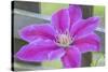 Clematis flower, Reading, Massachusetts, USA-Lisa S. Engelbrecht-Stretched Canvas
