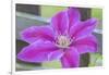 Clematis flower, Reading, Massachusetts, USA-Lisa S. Engelbrecht-Framed Photographic Print