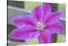 Clematis flower, Reading, Massachusetts, USA-Lisa S. Engelbrecht-Stretched Canvas