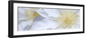 Clematis Flowers Marie Boisselot-Ian Dobbs-Framed Photographic Print