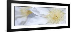 Clematis Flowers Marie Boisselot-Ian Dobbs-Framed Photographic Print