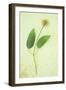 Clematis Hagley Hybrid-Den Reader-Framed Photographic Print