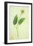 Clematis Hagley Hybrid-Den Reader-Framed Photographic Print