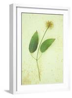 Clematis Hagley Hybrid-Den Reader-Framed Photographic Print