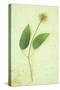 Clematis Hagley Hybrid-Den Reader-Stretched Canvas