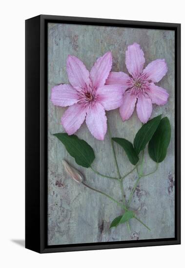 Clematis Hagley-Den Reader-Framed Stretched Canvas