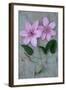 Clematis Hagley-Den Reader-Framed Photographic Print