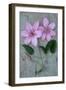 Clematis Hagley-Den Reader-Framed Photographic Print