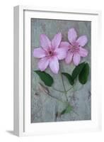 Clematis Hagley-Den Reader-Framed Photographic Print