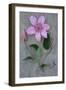 Clematis Hagley-Den Reader-Framed Photographic Print