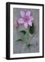 Clematis Hagley-Den Reader-Framed Photographic Print