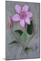 Clematis Hagley-Den Reader-Mounted Photographic Print